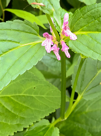 image of Stachys latidens, Broadtooth Hedgenettle