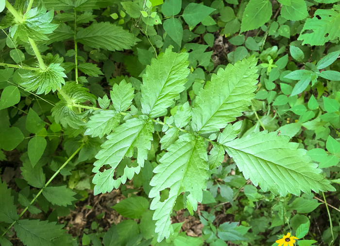 Agrimonia gryposepala, Common Agrimony, Swamp Agrimony