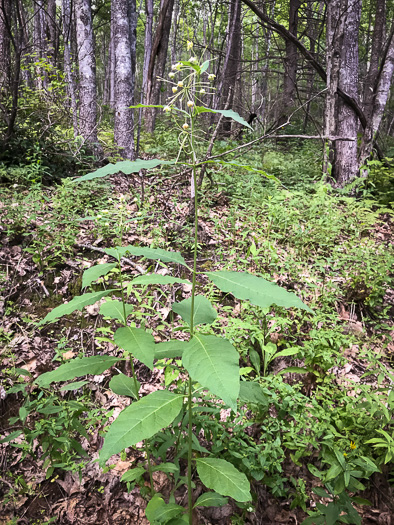 image of Asclepias exaltata, Poke Milkweed, Tall Milkweed