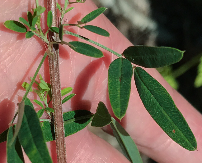 image of Lespedeza virginica, Virginia Lespedeza, Slender Lespedeza, Virginia Bush-clover, Slender Bush-clover