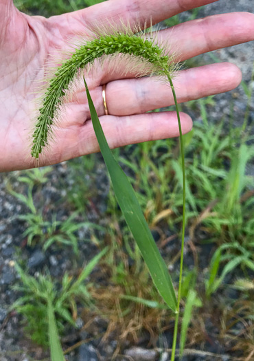 image of Setaria pumila, Yellow Foxtail