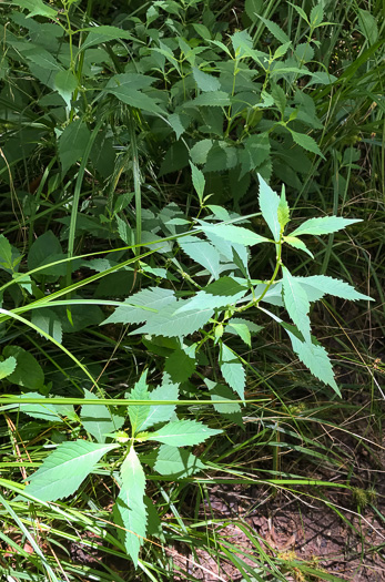 image of Lycopus virginicus, Virginia Bugleweed, Virginia water horehound