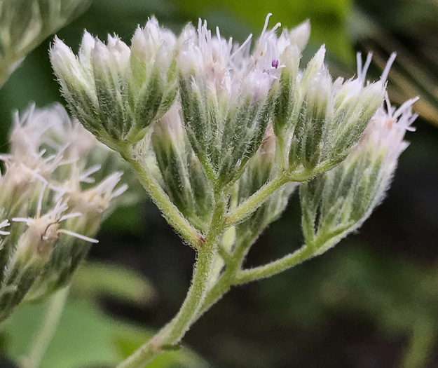 image of Eupatorium pilosum, Rough Boneset, Ragged Eupatorium