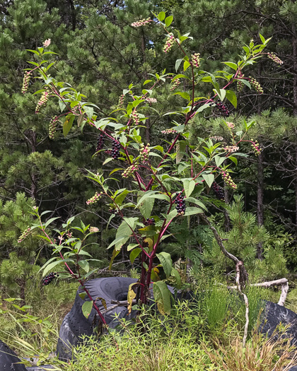 image of Phytolacca americana, Common Pokeweed, Poke