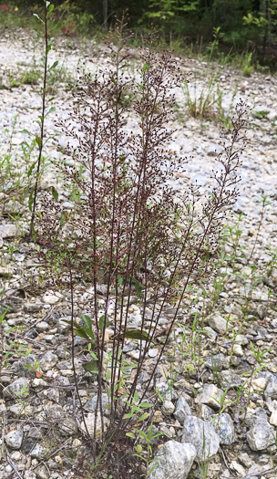 image of Lechea racemulosa, Racemose Pinweed, Appalachian Pinweed, Oblong-fruit Pinweed