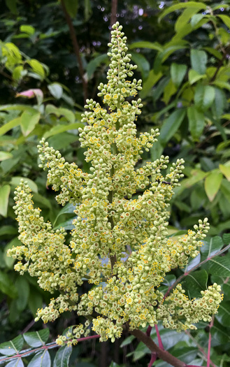 image of Rhus copallinum +, Winged Sumac, Shining Sumac, Dwarf Sumac