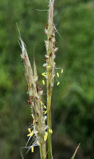 image of Andropogon ternarius, Splitbeard Bluestem, Silvery Bluestem