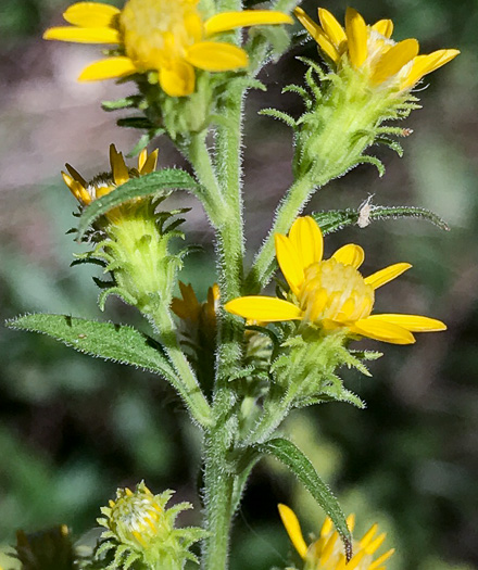 image of Solidago petiolaris var. petiolaris, Downy Ragged Goldenrod, Downy Goldenrod