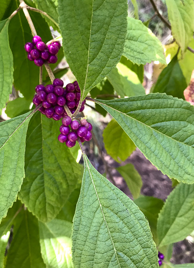 image of Callicarpa americana, American Beautyberry, French-mulberry, Beautybush