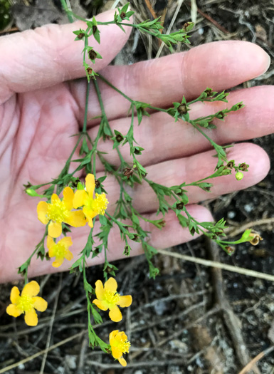 image of Hypericum virgatum, Strict St. Johnswort, Sharpleaf St. Johnswort