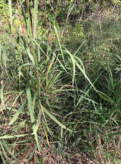 image of Andropogon ternarius, Splitbeard Bluestem, Silvery Bluestem