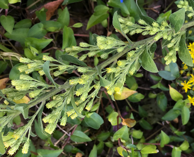 image of Solidago petiolaris var. petiolaris, Downy Ragged Goldenrod, Downy Goldenrod