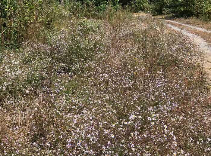 image of Symphyotrichum dumosum var. dumosum, Bushy Aster, Long-stalked Aster, Rice Button Aster