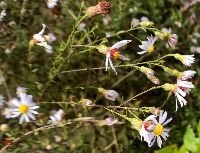 Symphyotrichum dumosum var. dumosum, Bushy Aster, Long-stalked Aster, Rice Button Aster