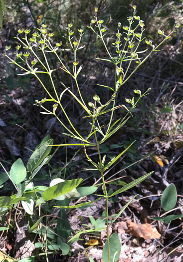 image of Trichostema setaceum, Narrowleaf Blue Curls