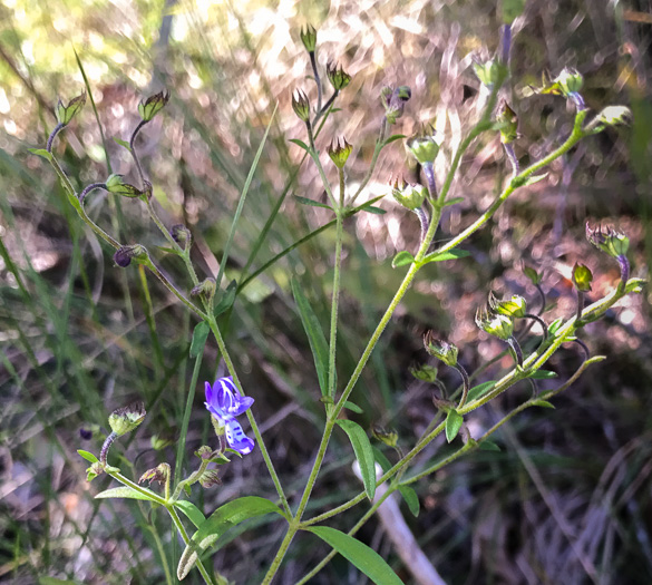 image of Trichostema setaceum, Narrowleaf Blue Curls