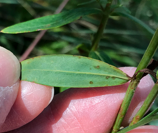 image of Hypericum virgatum, Strict St. Johnswort, Sharpleaf St. Johnswort