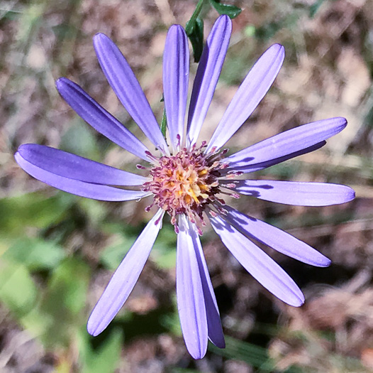 image of Symphyotrichum patens var. patens, Late Purple Aster, Common Clasping Aster, Late Blue Aster, Skydrop Aster