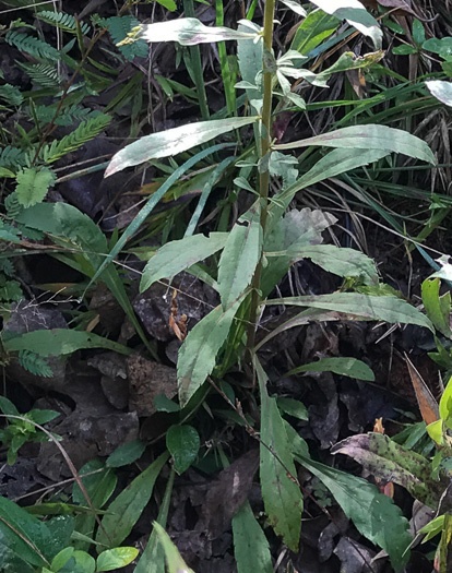 image of Solidago nemoralis var. nemoralis, Eastern Gray Goldenrod