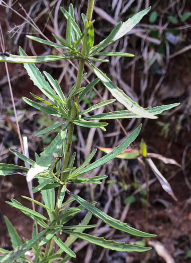 image of Eupatorium torreyanum, Torrey's Thoroughwort, Torrey's Eupatorium