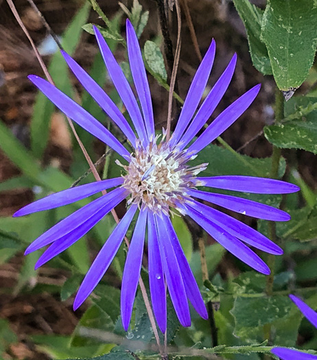 image of Symphyotrichum georgianum, Georgia Aster