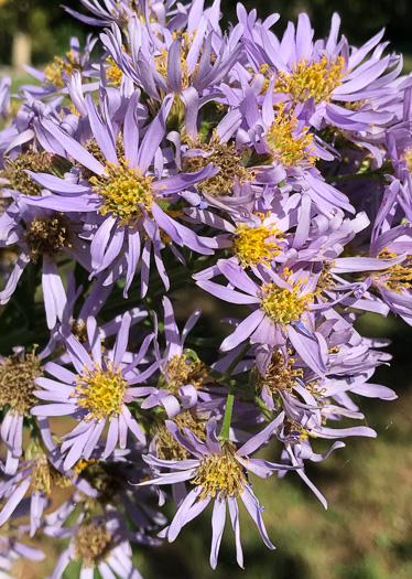 image of Aster tataricus, Tatarian Aster