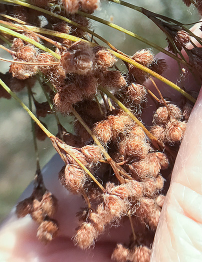 image of Scirpus expansus, Woodland Bulrush