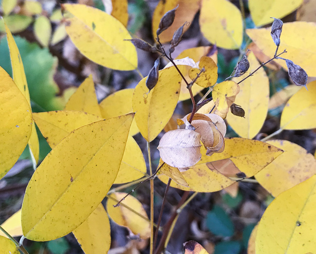 image of Lespedeza bicolor, Bicolor Lespedeza, Bicolor, Shrubby Lespedeza