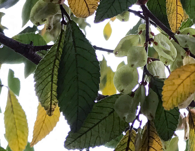 image of Ulmus parvifolia, Lacebark Elm, Chinese Elm