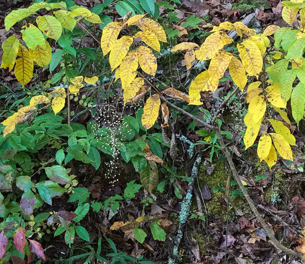 image of Toxicodendron vernix, Poison Sumac, Thunderwood