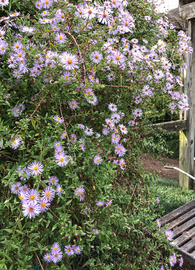 image of Ampelaster carolinianus, Climbing Aster