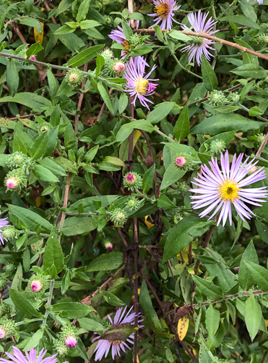 image of Ampelaster carolinianus, Climbing Aster