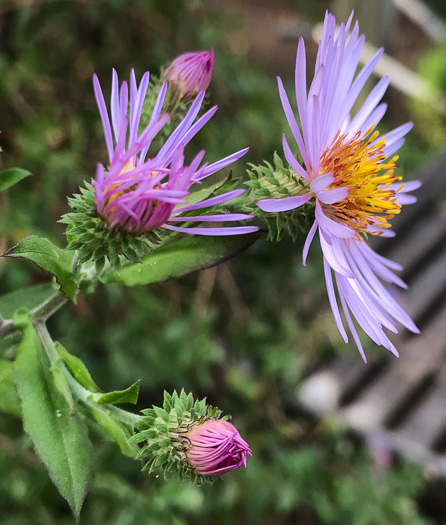 involucral bracts