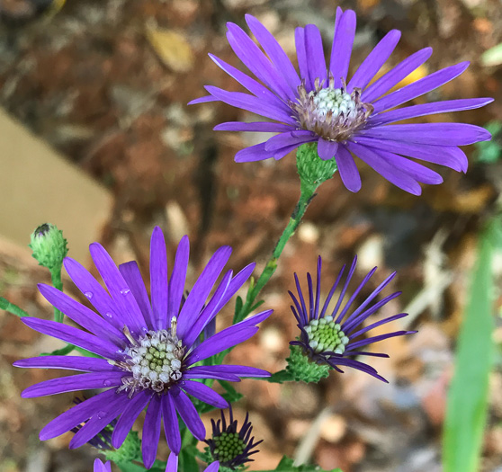 image of Symphyotrichum georgianum, Georgia Aster