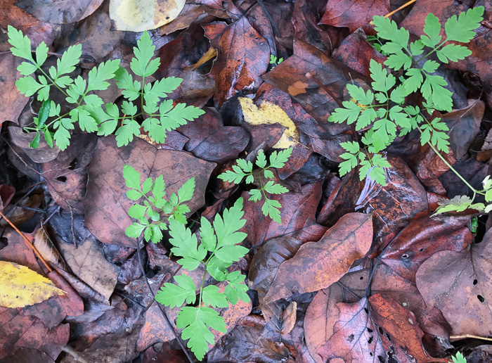 image of Osmorhiza claytonii, Bland Sweet Cicely, Hairy Sweet Cicely