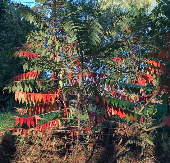 image of Rhus glabra, Smooth Sumac, Common Sumac