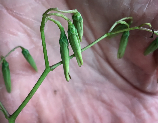 Nabalus altissimus, Tall Rattlesnake-root, Tall White Lettuce