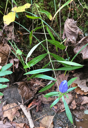 image of Gentiana saponaria, Soapwort Gentian, Harvestbells