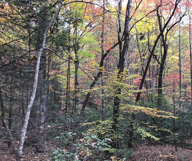 image of Fagus grandifolia +, American Beech