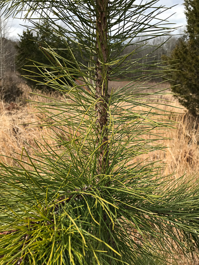 image of Pinus rigida, Pitch Pine