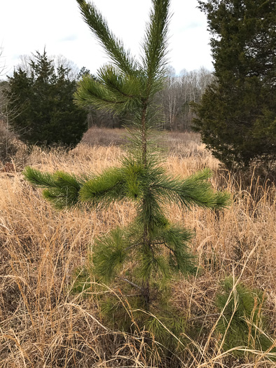 image of Pinus rigida, Pitch Pine