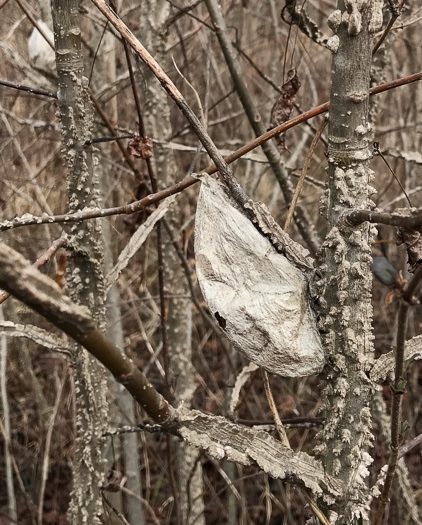 image of Liquidambar styraciflua, Sweetgum