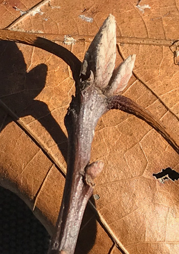 image of Quercus velutina, Black Oak