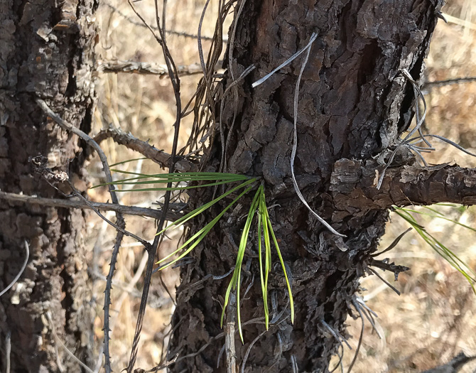 image of Pinus rigida, Pitch Pine