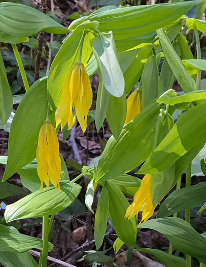 image of Uvularia grandiflora, Large-flowered Bellwort