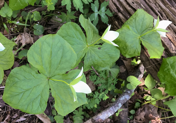 Trillium simile, Sweet White Trillium, Confusing Trillium, Jeweled Trillium