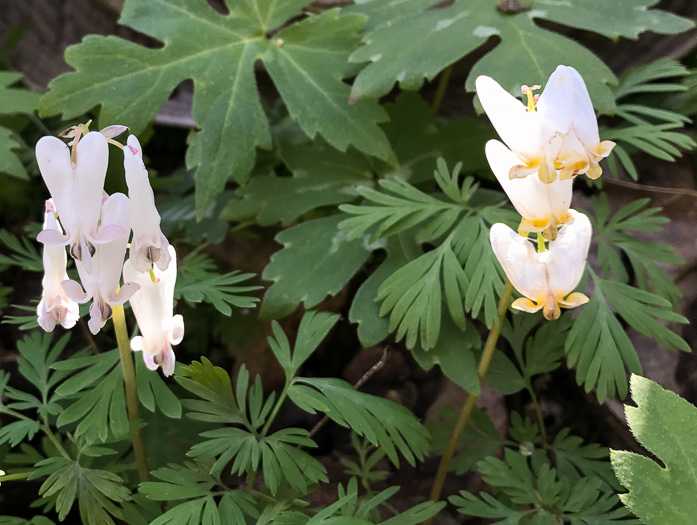 image of Dicentra canadensis, Squirrel Corn