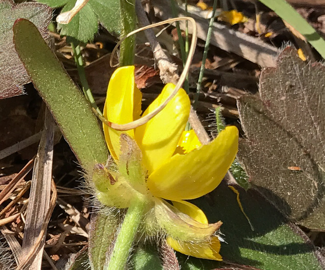 image of Ranunculus hispidus, Hispid Buttercup, Hairy Buttercup