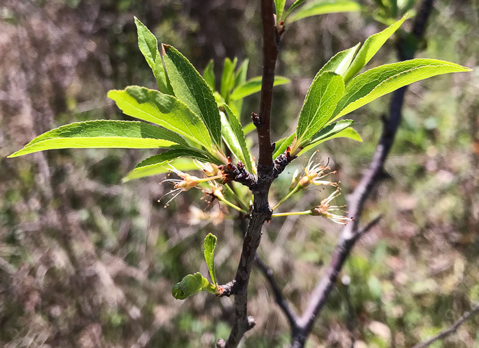 image of Prunus angustifolia, Chickasaw Plum, Sandhill Plum, Florida Sand Plum, Sand Plum