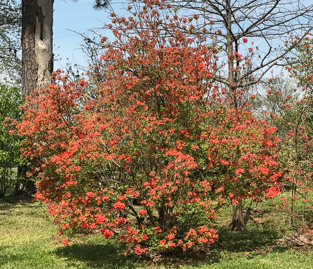 image of Rhododendron flammeum, Oconee Azalea